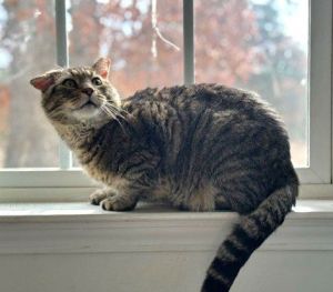 *Tigger, Adult Male Domestic Short Hair