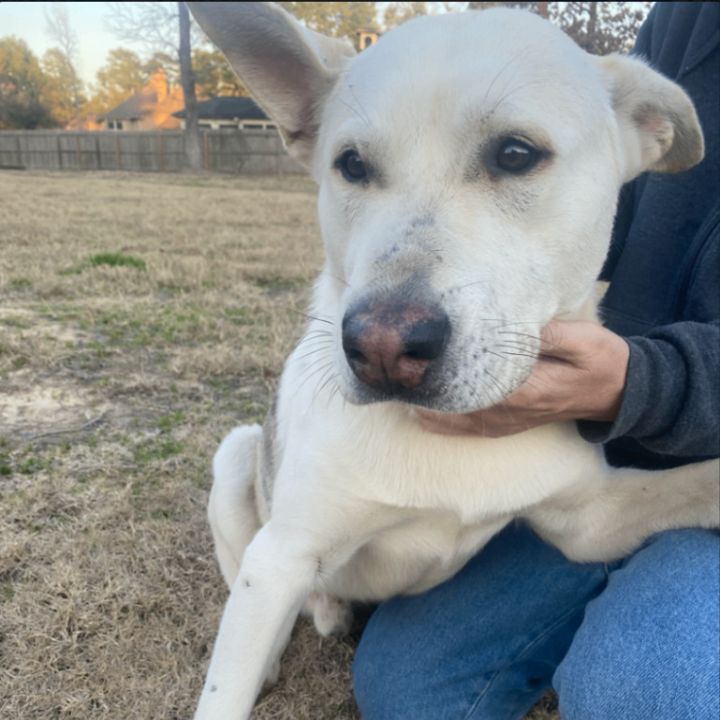 Scarborough humane society store dogs for adoption