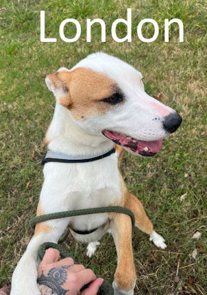 London, an adoptable Labrador Retriever, Bull Terrier in Mountain View, AR, 72560 | Photo Image 1