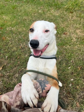 London, an adoptable Labrador Retriever, Bull Terrier in Mountain View, AR, 72560 | Photo Image 2