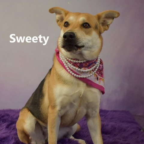 Dog for adoption Sweety a Shepherd Mix in Yuma AZ Petfinder