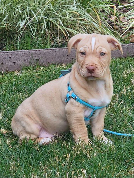 English bulldog 2024 dachshund mix