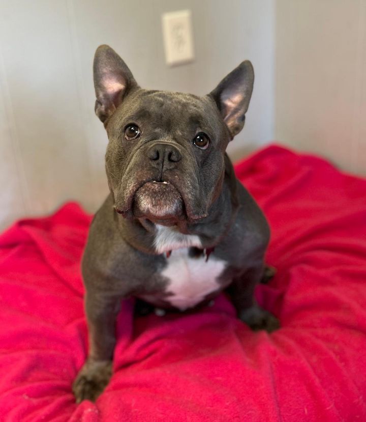 French bulldog 2024 mix adoption