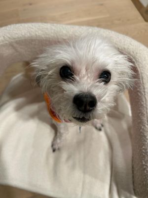 Preciosa is a 10-year-old 12-pound female maltese mix from the NYCACC She lives up to her name and