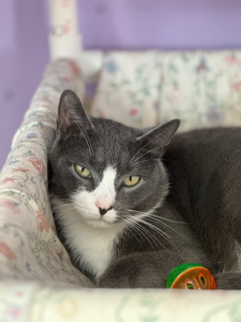 Baloo, an adoptable Domestic Short Hair in Peru, NY, 12972 | Photo Image 1