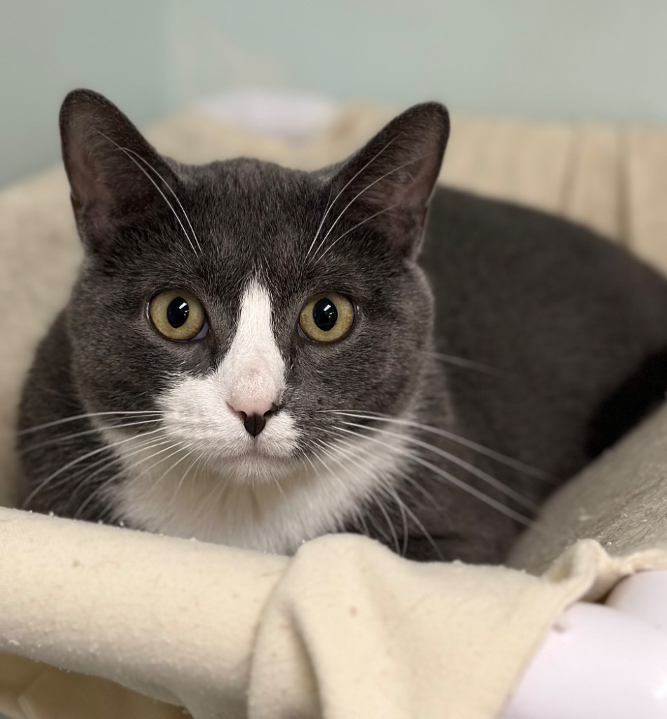 Baloo, an adoptable Domestic Short Hair in Peru, NY, 12972 | Photo Image 3