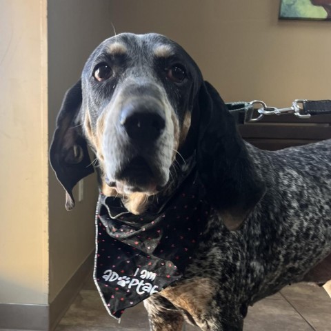 Bluetick coonhound sales blue heeler mix