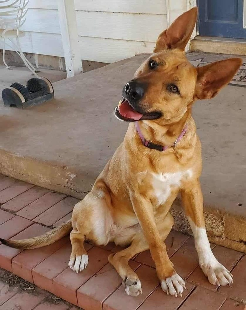 Bella (SC), an adoptable Shepherd in San Angelo, TX, 76905 | Photo Image 1