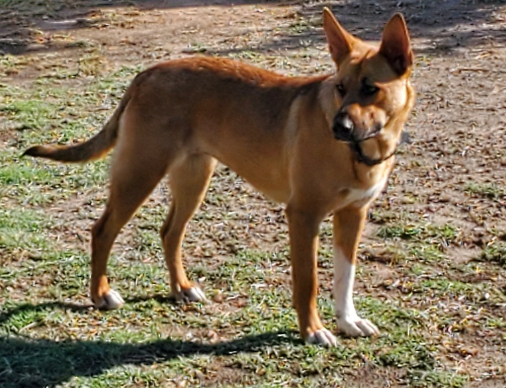 Bella (SC), an adoptable Shepherd in San Angelo, TX, 76905 | Photo Image 3