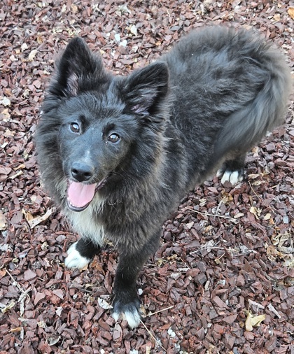 Border collie eskimo sales mix