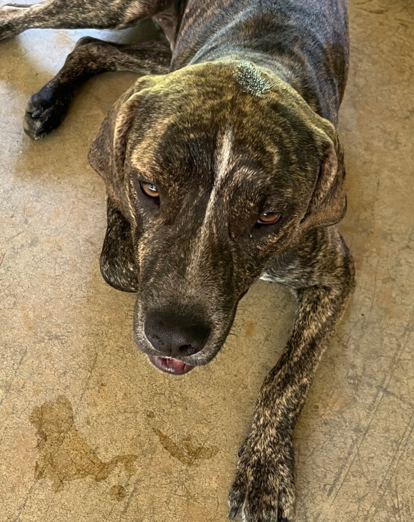 Chester, an adoptable Terrier in Ruston, LA, 71270 | Photo Image 1