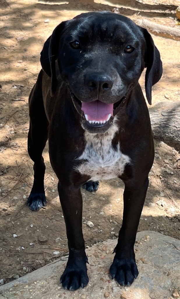 China, an adoptable Terrier in Ruston, LA, 71270 | Photo Image 1