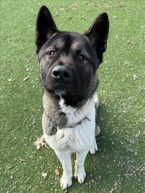 Petfinder akita best sale