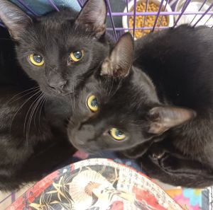 BONDED PAIR OF LITTLE BLACK PANTHERS DOB 91022 Did you watch Disneys The Jungle Book and fall i