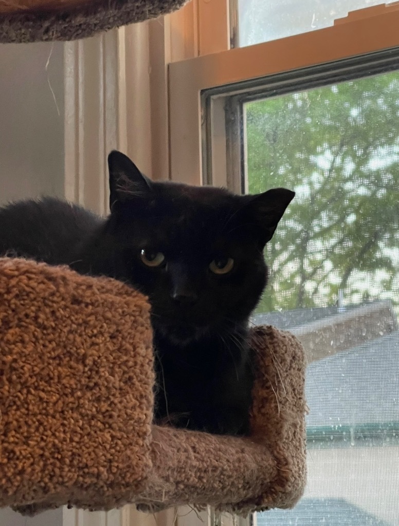 Scrimmage, an adoptable Domestic Short Hair in Pawtucket, RI, 02860 | Photo Image 2