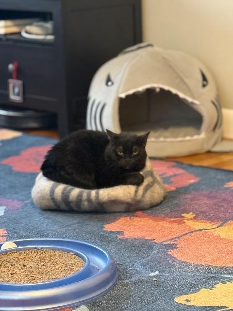 Scrimmage, an adoptable Domestic Short Hair in Pawtucket, RI, 02860 | Photo Image 3
