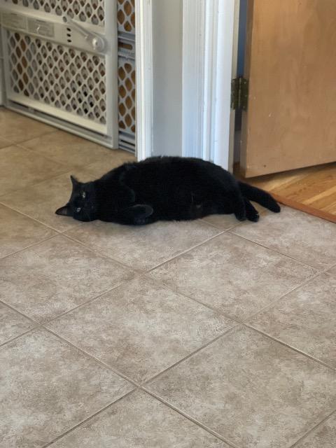 Scrimmage, an adoptable Domestic Short Hair in Pawtucket, RI, 02860 | Photo Image 4
