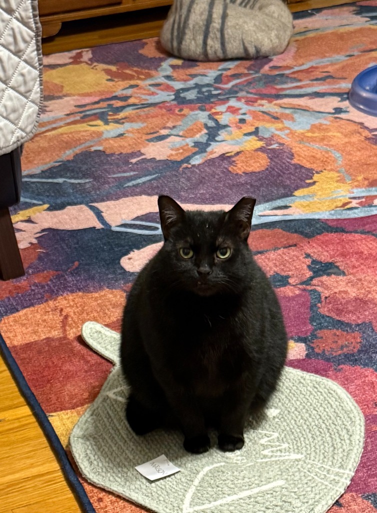 Scrimmage, an adoptable Domestic Short Hair in Pawtucket, RI, 02860 | Photo Image 6