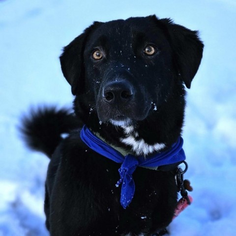 Fateh, an adoptable Black Labrador Retriever, Mixed Breed in Bend, OR, 97702 | Photo Image 1