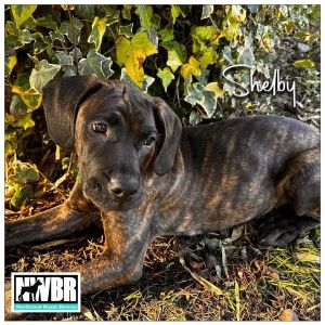 Shelby 16 Weeks Old Boxer  Ridgeback 25 Pounds Kid  Dog Friendly Crate Trained Fostered in Spanawa