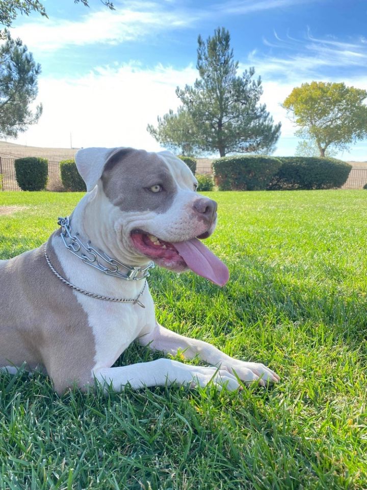 Dog for adoption IROH a Pit Bull Terrier in Beaumont CA