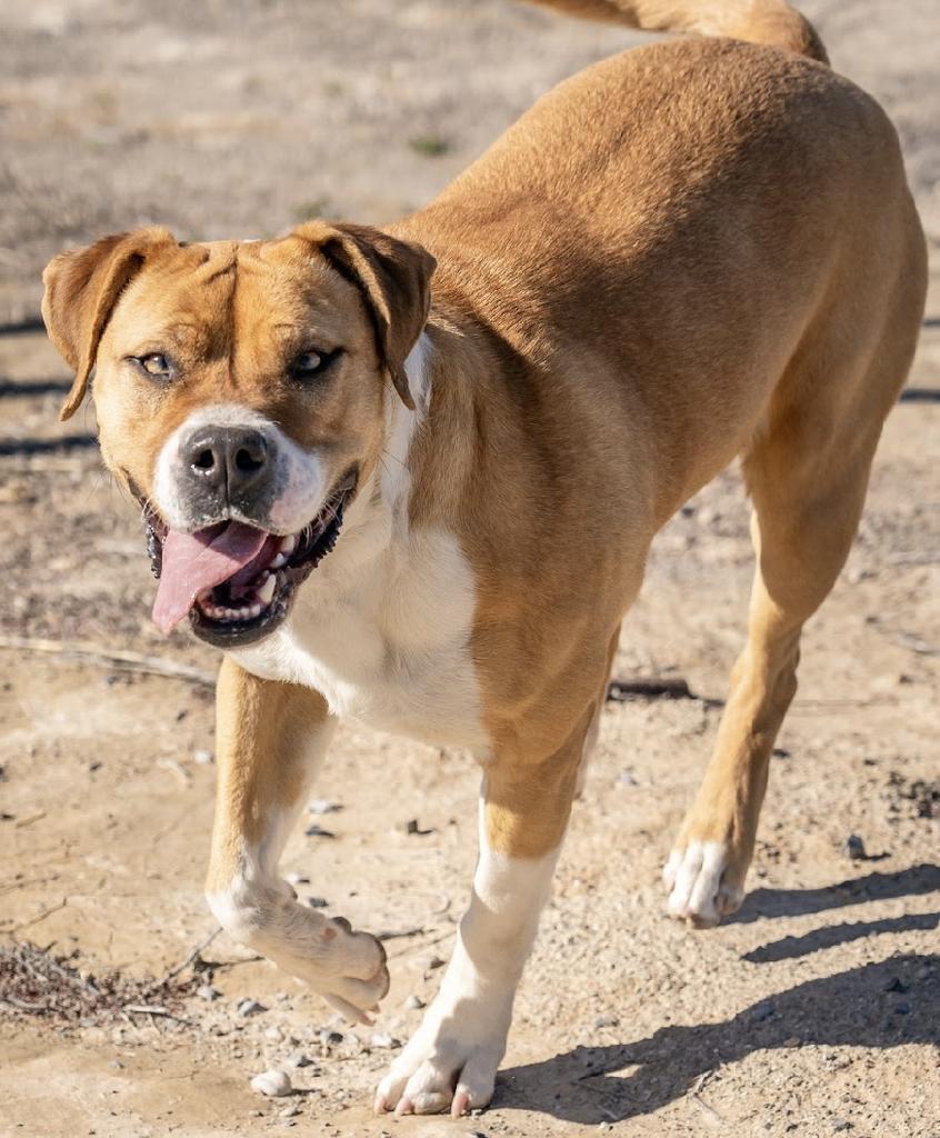 Dahlia, an adoptable Pit Bull Terrier, Boxer in Pahrump, NV, 89048 | Photo Image 1