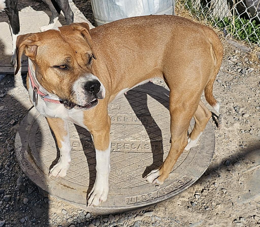 Dahlia, an adoptable Pit Bull Terrier, Boxer in Pahrump, NV, 89048 | Photo Image 2