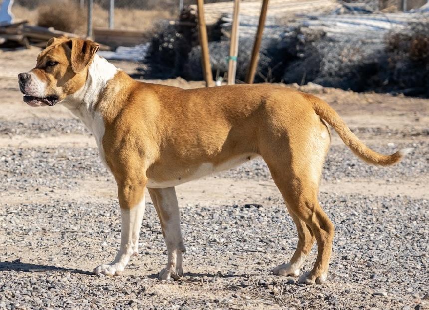 Dahlia, an adoptable Pit Bull Terrier, Boxer in Pahrump, NV, 89048 | Photo Image 3
