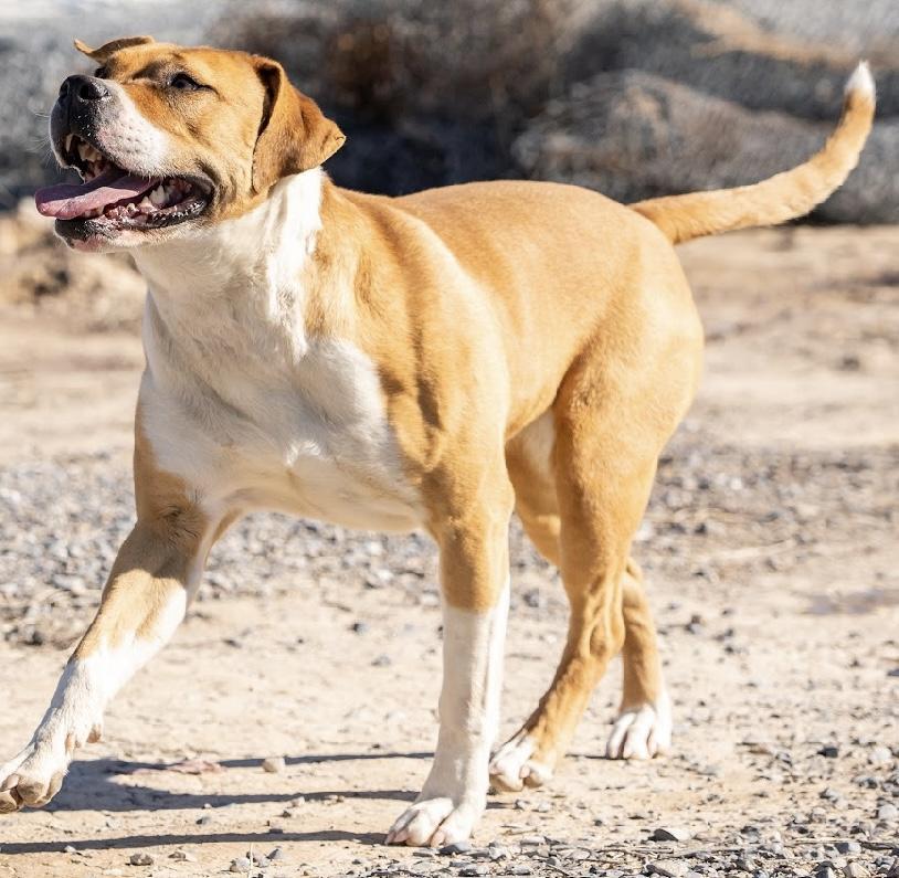 Dahlia, an adoptable Pit Bull Terrier, Boxer in Pahrump, NV, 89048 | Photo Image 4