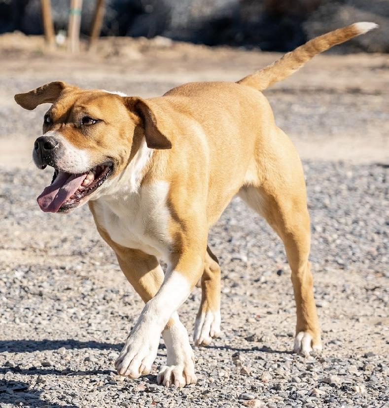 Dahlia, an adoptable Pit Bull Terrier, Boxer in Pahrump, NV, 89048 | Photo Image 5