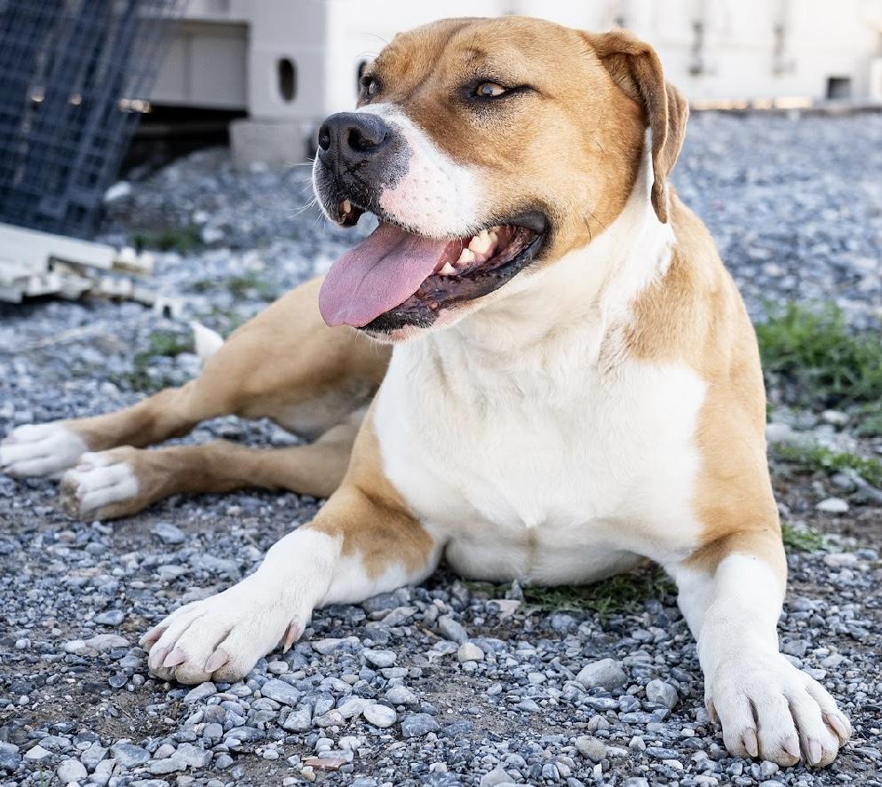 Dahlia, an adoptable Pit Bull Terrier, Boxer in Pahrump, NV, 89048 | Photo Image 6