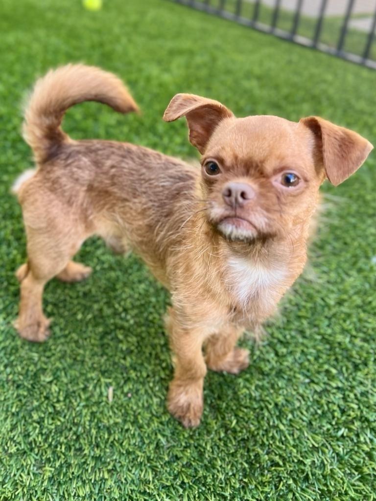 Gizmo, an adoptable Pug, Terrier in San Juan de Abajo, NAY, 63732 | Photo Image 1