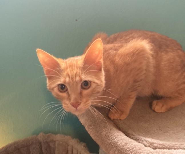 Cat for adoption Cheeto a Domestic Short Hair Tabby Mix in