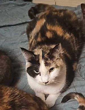 Penny, Adult Female unknown