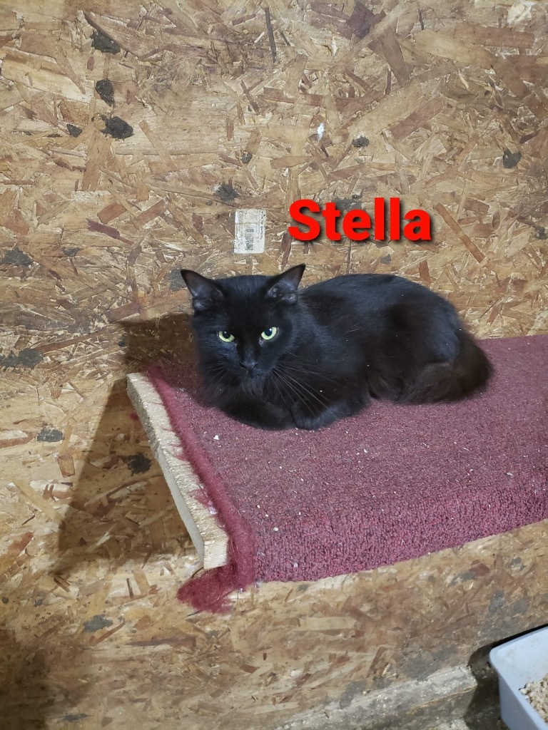 Stella, an adoptable Domestic Medium Hair in Plattsburgh, NY, 12901 | Photo Image 1