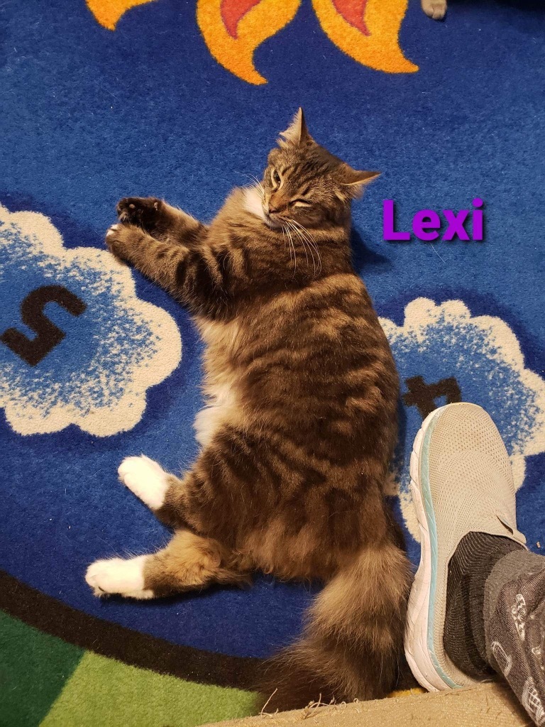 Lexi, an adoptable Domestic Medium Hair in Plattsburgh, NY, 12901 | Photo Image 1