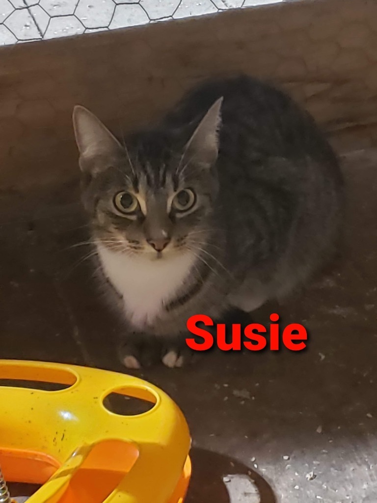 Susie, an adoptable Domestic Medium Hair in Plattsburgh, NY, 12901 | Photo Image 1