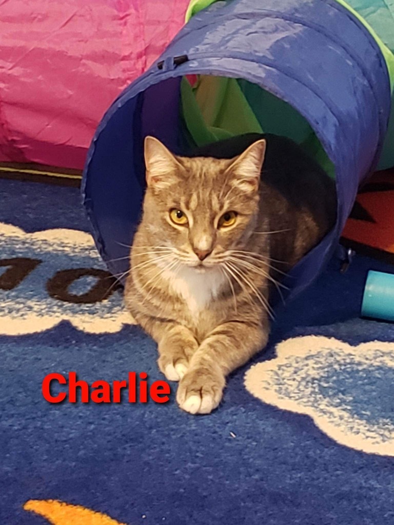 Charlie, an adoptable Domestic Short Hair in Plattsburgh, NY, 12901 | Photo Image 1