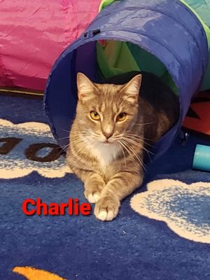 Charlie, Adult Male unknown