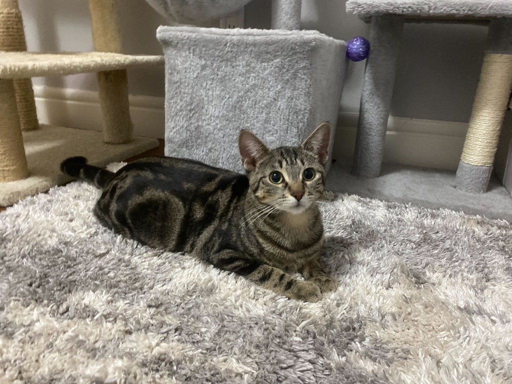 Nebula, an adoptable Domestic Short Hair in Calgary, AB, T3S 0C5 | Photo Image 4