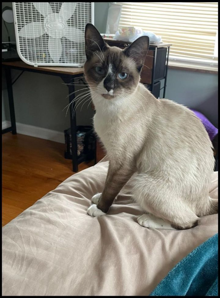 Cat for adoption - Kimchi, a Siamese & Domestic Short Hair Mix in ...