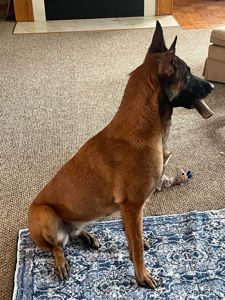 Mulan - located in Kentucky, an adoptable Belgian Shepherd / Malinois in Imlay City, MI, 48444 | Photo Image 2