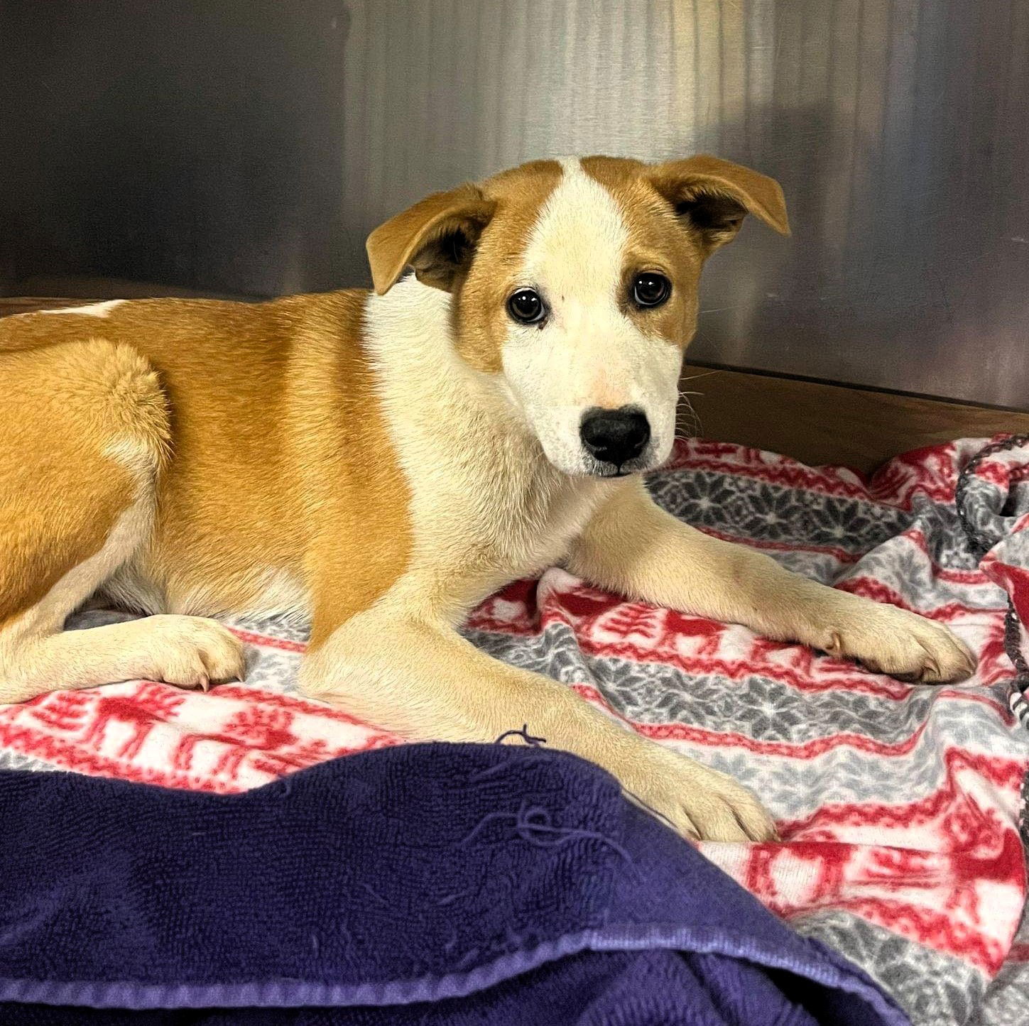 Olivia, an adoptable Mixed Breed in Shelburne, VT, 05482 | Photo Image 1