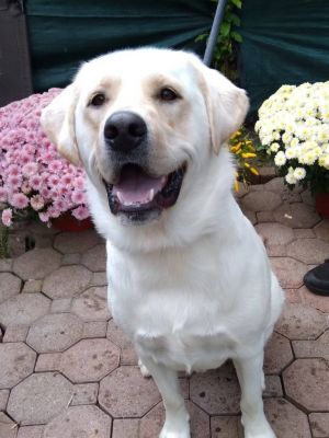 Duck Duck Goose Goose says pick me Goose is a Labrador Great Pyrenees mix who is about one year 