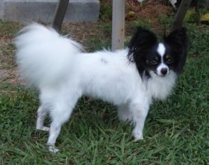 Petfinder papillon best sale