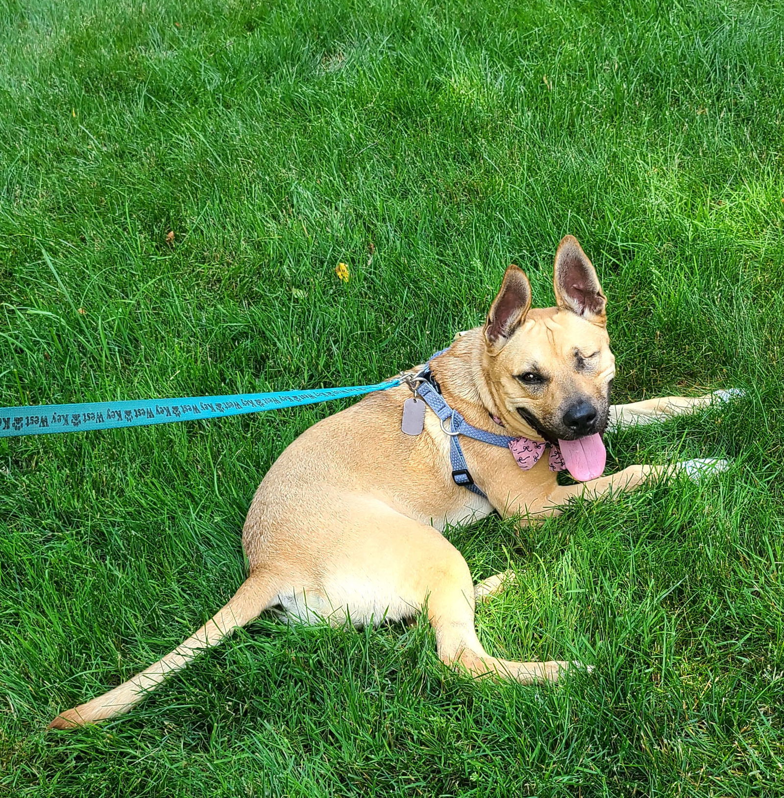 Shelly, an adoptable Mixed Breed in Shelburne, VT, 05482 | Photo Image 1