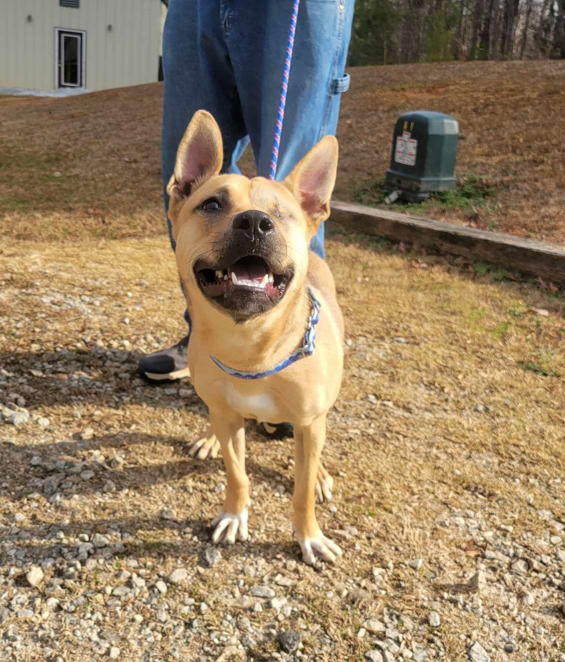 Shelly, an adoptable Mixed Breed in Shelburne, VT, 05482 | Photo Image 2