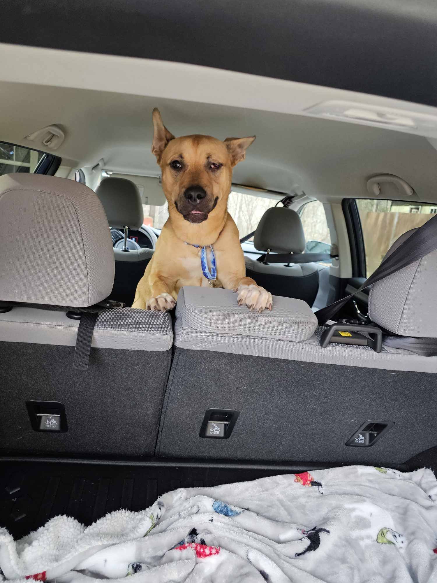 Shelly, an adoptable Mixed Breed in Shelburne, VT, 05482 | Photo Image 3