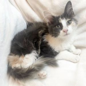 Petfinder cheap ma kittens