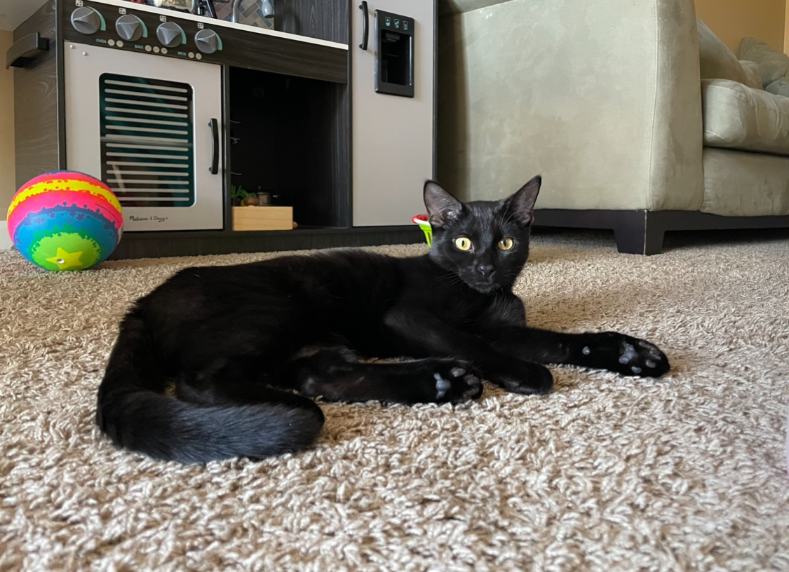 Inky and Squish (bonded pair) - No Longer Accepting Applications